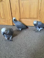 Africké Grey Papoušci na prodej