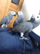 Africké Grey Papoušci na prodej