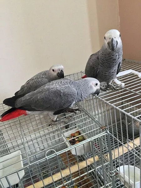 Africké Grey Papoušci na prodej