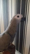 Prodam Africké Grey Papoušci na prodej
