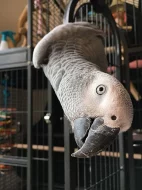 Prodam Africké Grey Papoušci na prodej