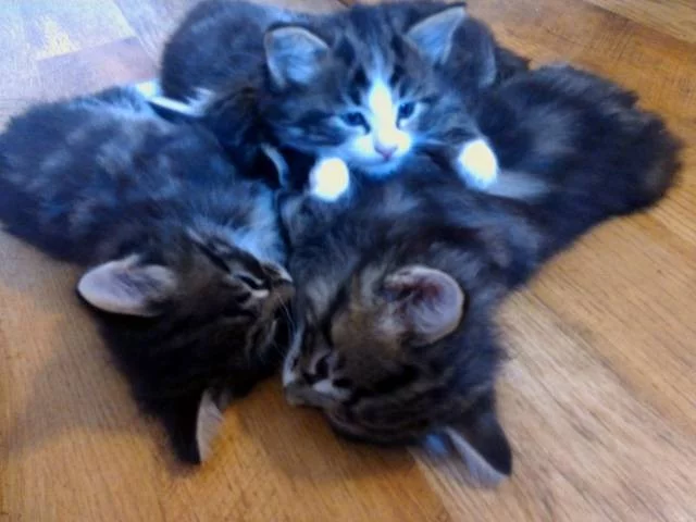 Krásná koťata norské lesní kočky