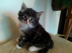 Krásná koťata norské lesní kočky