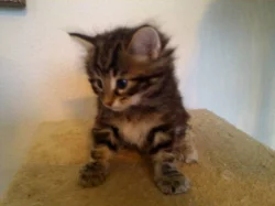 Krásná koťata norské lesní kočky