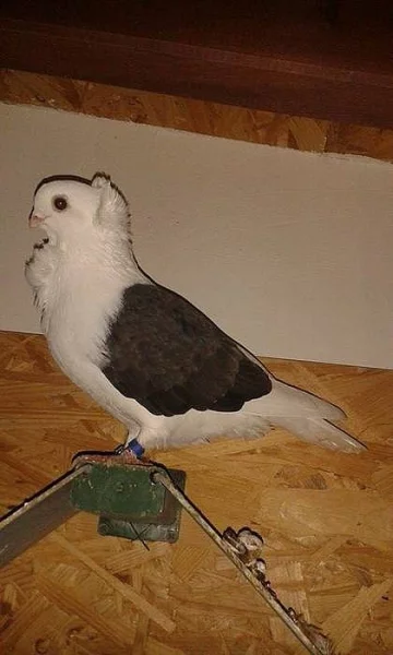 Staroněmecký racek
