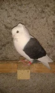 Staroněmecký racek