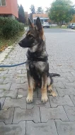 DARUJEM ŠTENIATKO KRÍŽENCA NO