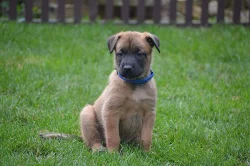 Štěńátka belgický ovčák malinois s PP