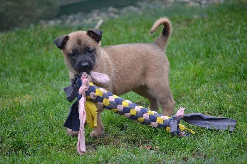 Štěńátka belgický ovčák malinois s PP