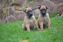 Štěńátka belgický ovčák malinois s PP