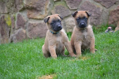 Štěńátka belgický ovčák malinois s PP