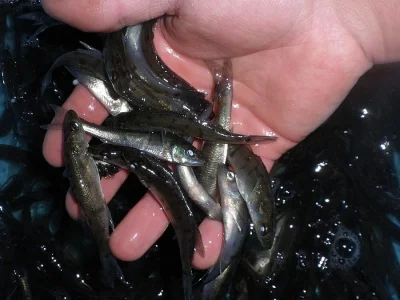 Prodej ročka candáta