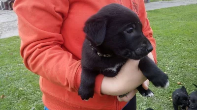 Štěňátka křéženců labradora