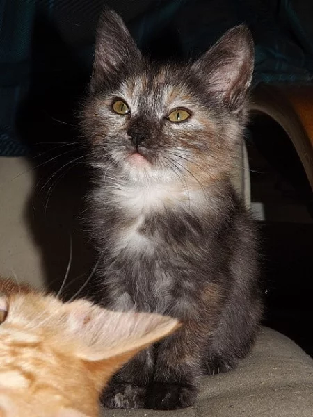 kurilský bobtail s PP