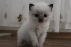 Ragdoll nádherná koťata
