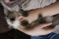 Ragdoll nádherná koťata