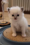 Ragdoll nádherná koťata