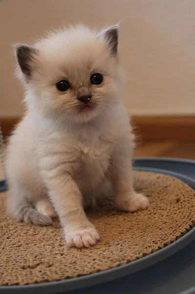 Ragdoll nádherná koťata