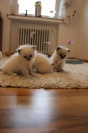 Ragdoll nádherná koťata