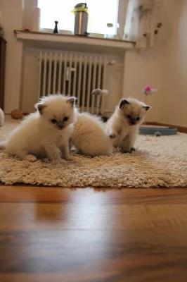 Ragdoll nádherná koťata