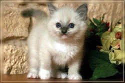Ragdoll nádherná koťata