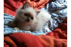 Ragdoll nádherná koťata
