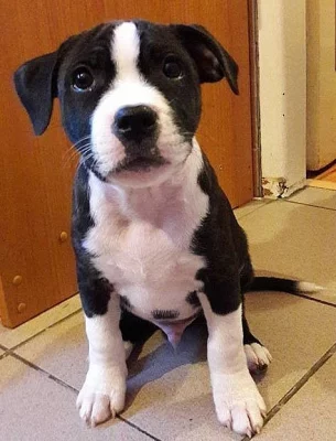 Staffordshire Bull Terrier