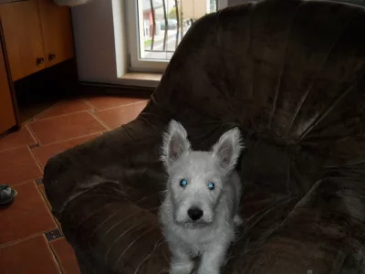 west highland white terrier