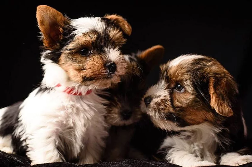 100% Záruka Krásné Biewer jorkšírský teriér štenata s papíry