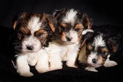 100% Záruka Krásné Biewer jorkšírský teriér štenata s papíry