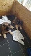 Prodám Shiba inu štěňata s PP