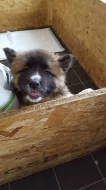 Prodám Shiba inu štěňata s PP