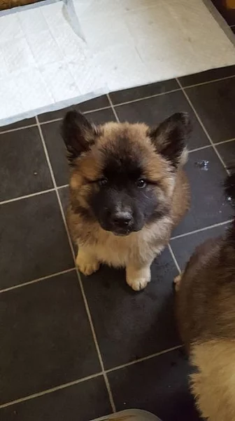 Prodám Shiba inu štěňata s PP