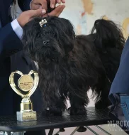 Bolonka zwetna