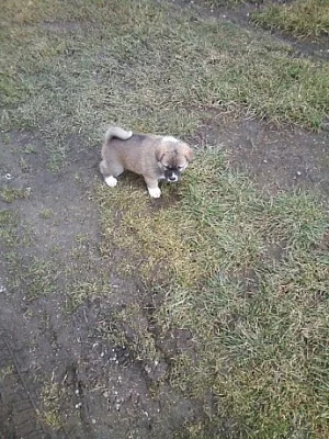 Akita-Inu nádherná fenka