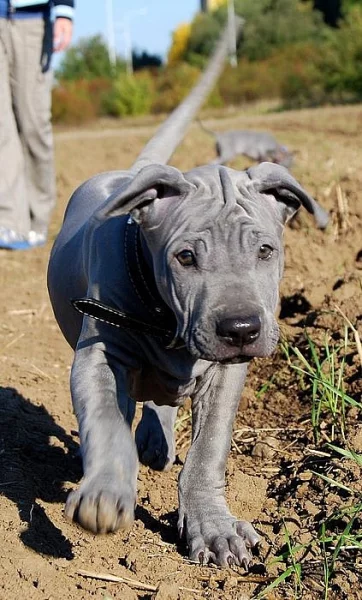 Thajský ridgeback modrý