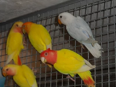 AGAPORNIS RŮŽOHRDLÝ
