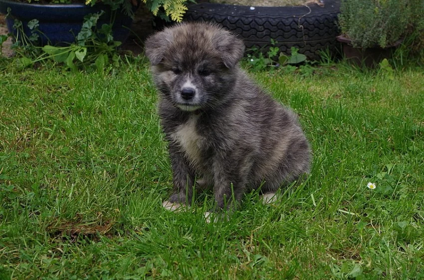 AKITA INU s PP