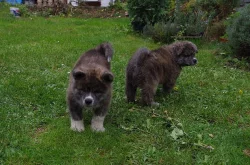AKITA INU s PP