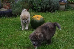 AKITA INU s PP