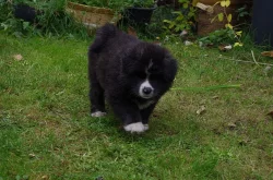 AKITA INU s PP