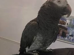 Kšíry postroj popruhy na papouška