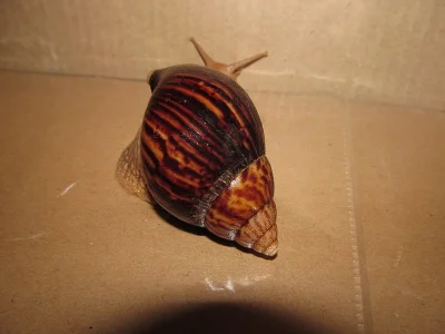 Lissachatina immaculata var. immaculata