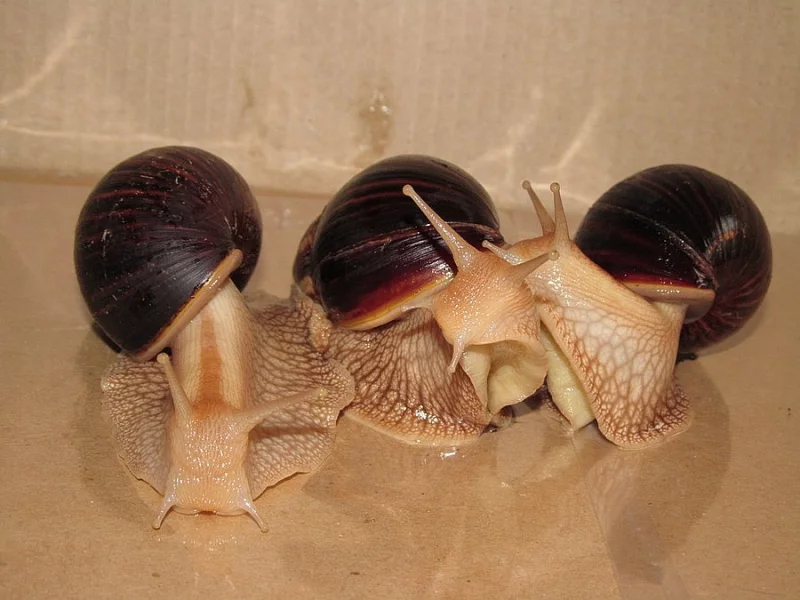 Lissachatina immaculata var. immaculata