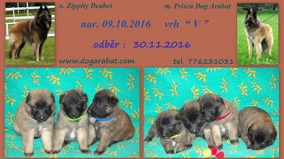 Belgický ovčák - Tervueren - prodám štěňata
