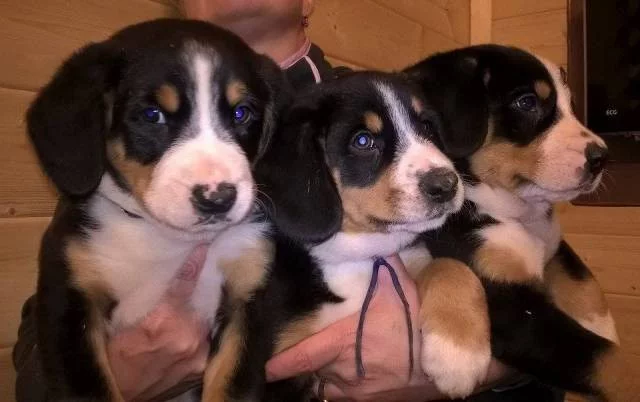 Entlebušský salašnický pes