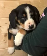 Entlebušský salašnický pes