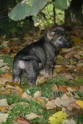Německý ovčák - štěně