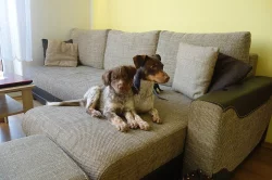 Český strakatý pes - pejsek s PP