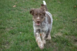 Český strakatý pes - pejsek s PP